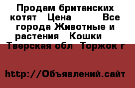 Продам британских котят › Цена ­ 500 - Все города Животные и растения » Кошки   . Тверская обл.,Торжок г.